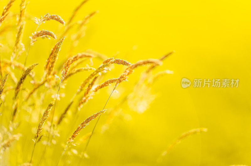 在夏天有风的日子里，草的背景