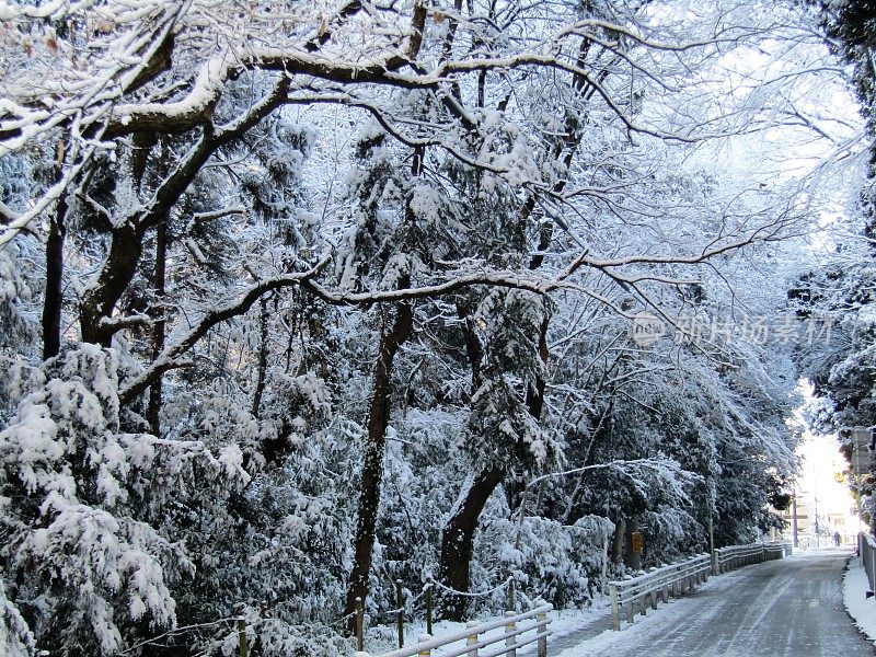 日本。1月。雨夜后的阳光明媚的早晨。在冬天的森林里。