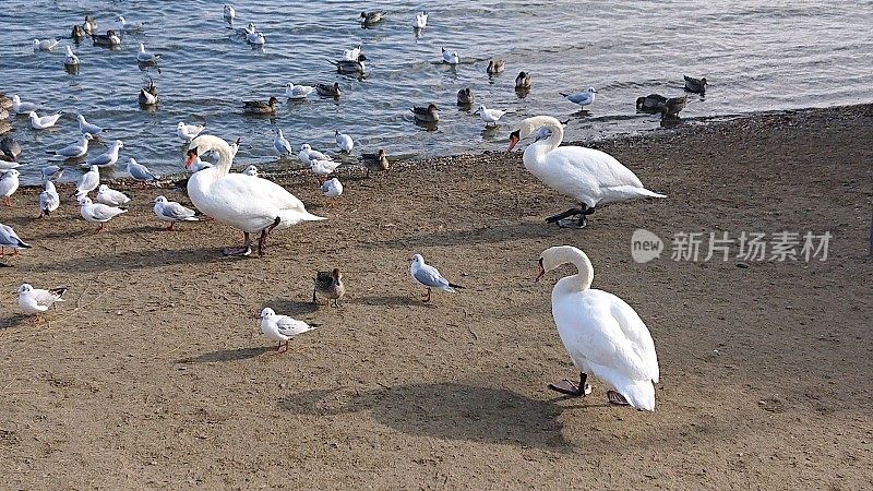 日本。1月。天鹅，鸭子和海鸥在天鹅湖。