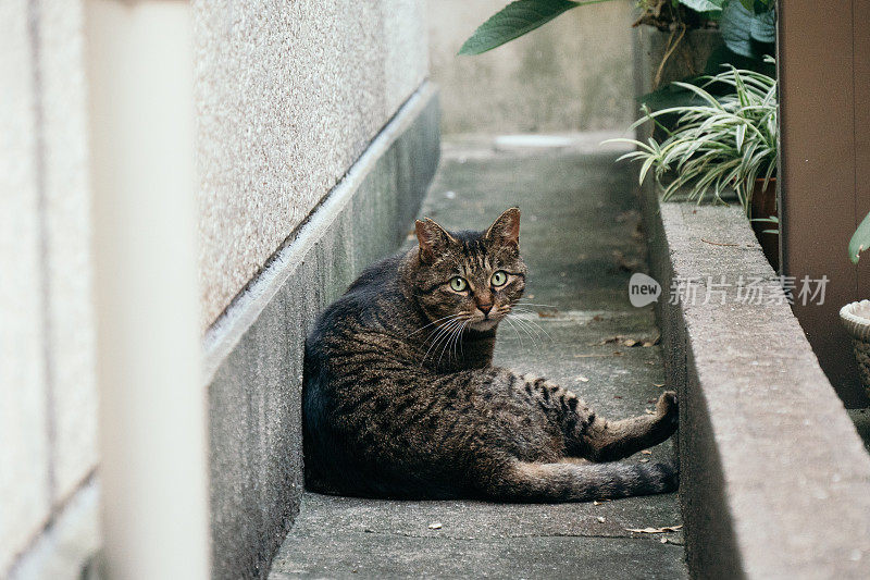 一只虎斑猫坐在一个小空间里