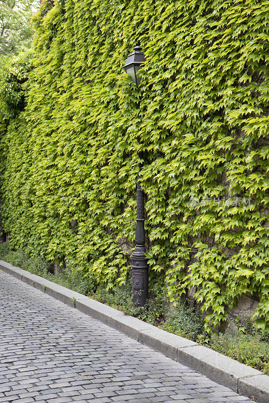 复古的街灯周围的墙壁上覆盖着绿色的叶子与复制空间
