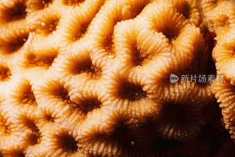 马赛克珊瑚-最喜欢的海洋生物宏观，特写。硬珊瑚礁水下照片水肺潜水员的观点红海