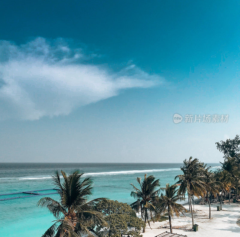 马尔代夫海对面的棕榈树