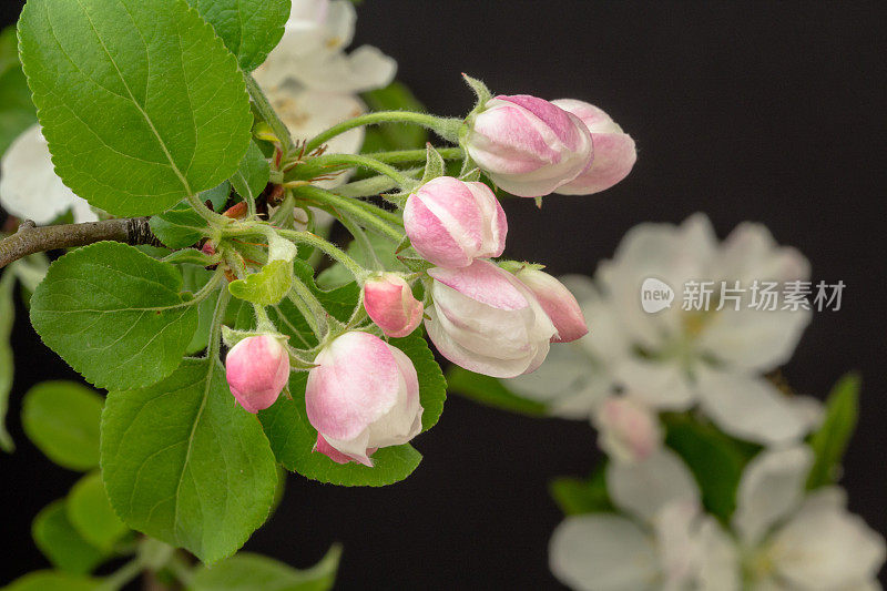 一棵苹果树的照片，白色的花朵盛开，生长在黑色的背景上。盛开的海棠花。白色的小花，在黑色的背景上生长和绽放。