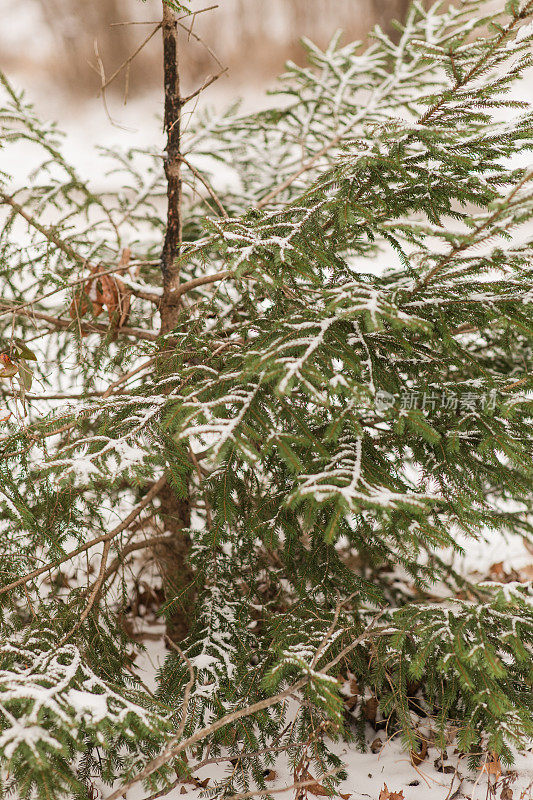 2022年12月，俄亥俄州奇利科特的雪天里，奇形怪状的雪树