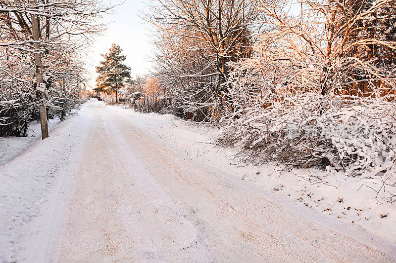 后院花园里的树被雪覆盖着