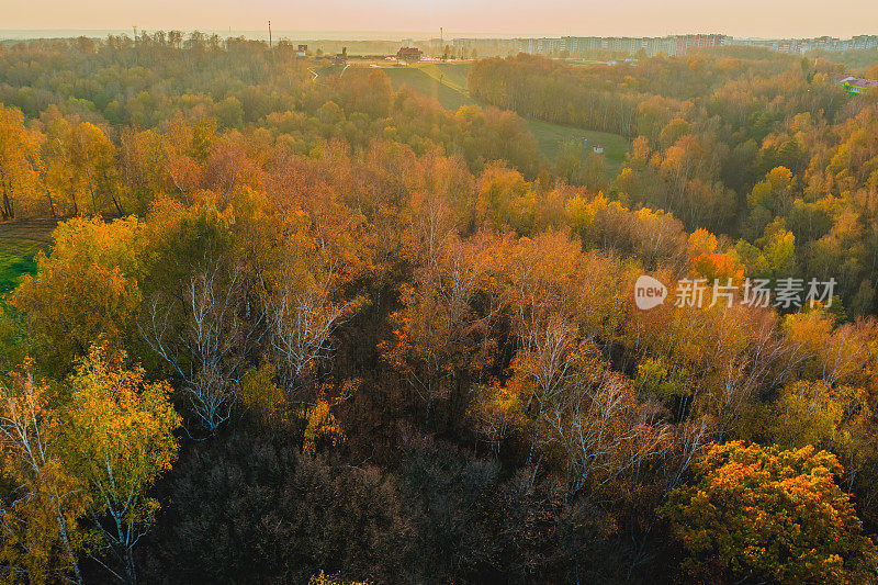 秋季森林无人机摄影。保护大自然。阳光明媚的一天。日落。地球上空飞行。自然背景。大气的格局。森林里的黄树。10月