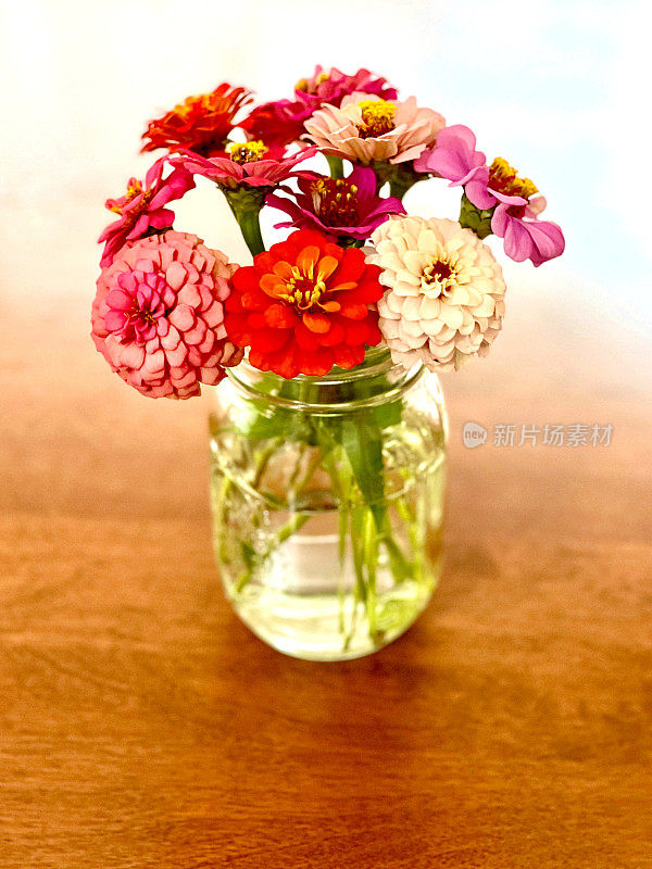 百日菊在玻璃瓶花瓶