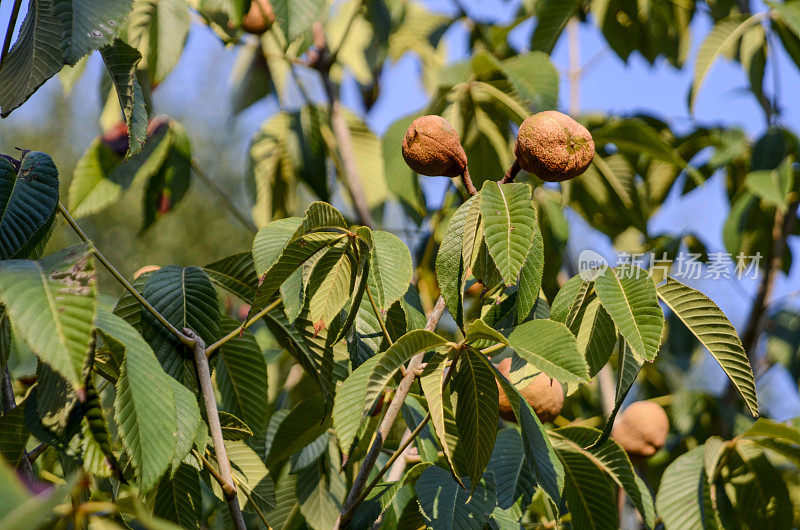 红七叶树(Aesculus):后花园夏末的花朵