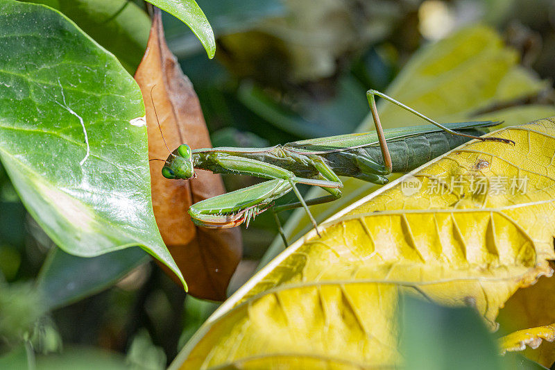 秋叶中的螳螂