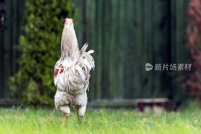 白色公鸡站在草地上的近景侧视图