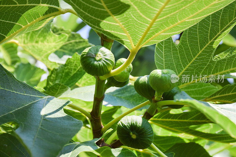 无花果树，新鲜的有机无花果在花园里的无花果树上