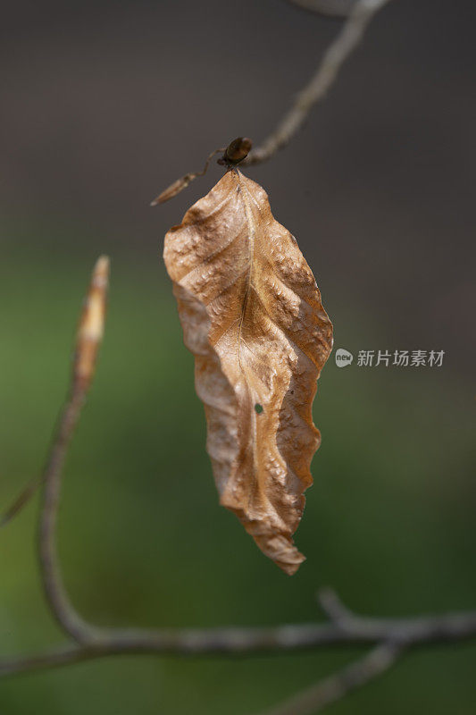 林地中树枝上的干叶子