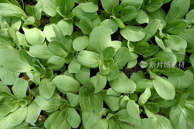 有机芥菜植物