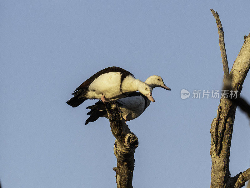 喜鹊鹅坐在树上