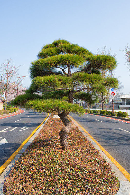 一棵松树