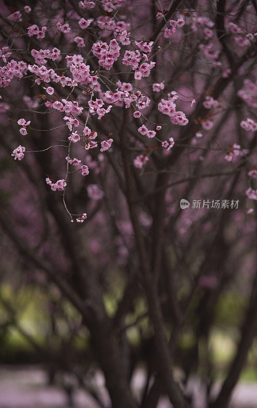 樱花盛开，花瓣纷纷落地