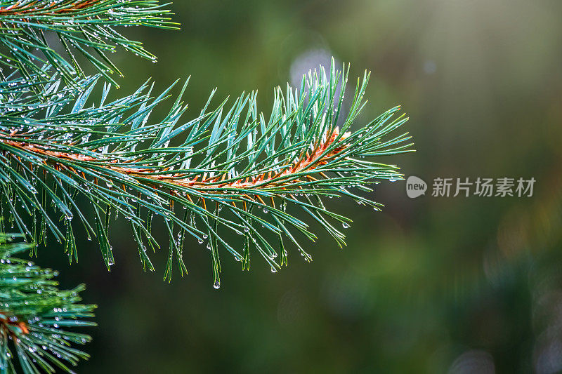 背景是绿色的松枝和雨后的水滴