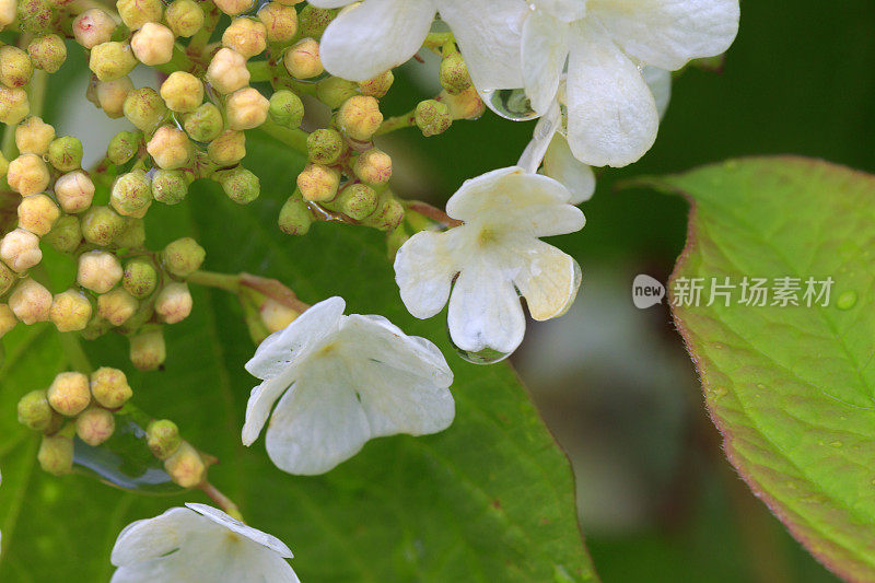 水滴在草莓花上