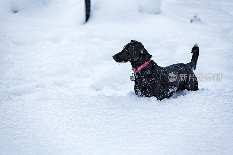 顽皮的拉布拉多寻回犬站在非常深的暴风雪中