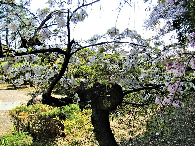 日本。4月。这棵老樱桃树也想开花。