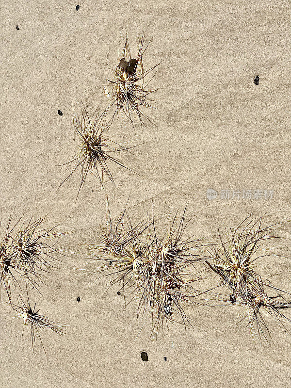 风滚草在沙滩上的海草