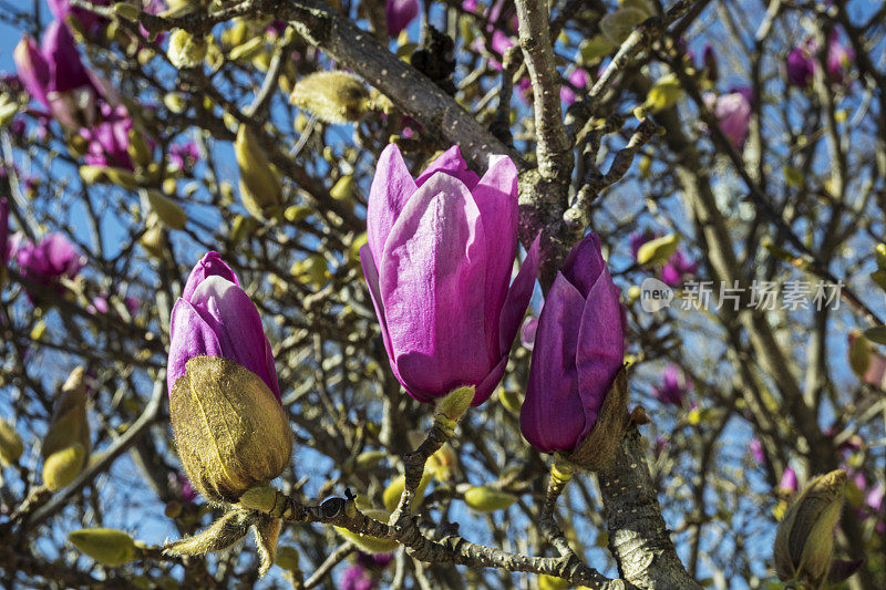 茶碟玉兰在树上开花的特写