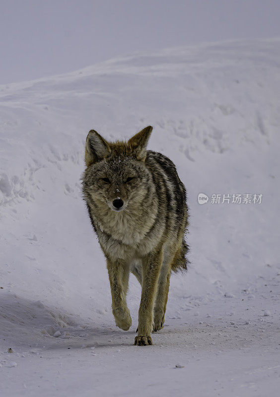 怀俄明州黄石国家公园的猛犸温泉区。冬天有雪。运行。