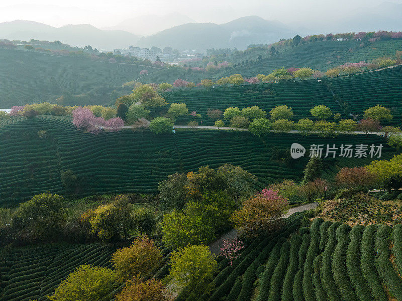 樱桃有机茶山鸟瞰图