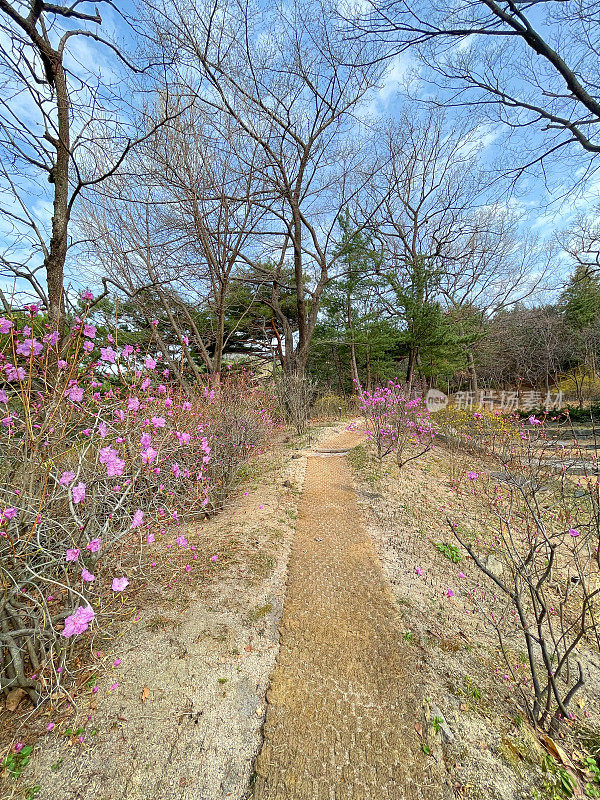 春天到了韩国首尔