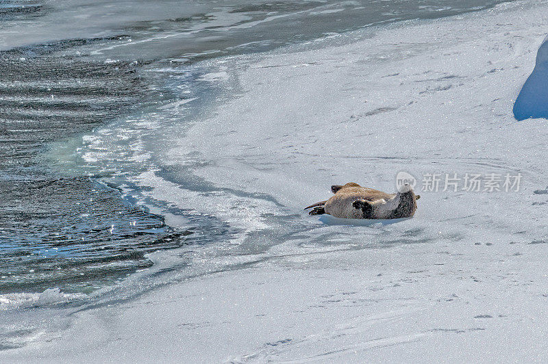 在黄石生态系统中，水獭躺在积雪覆盖的河岸上享受阳光