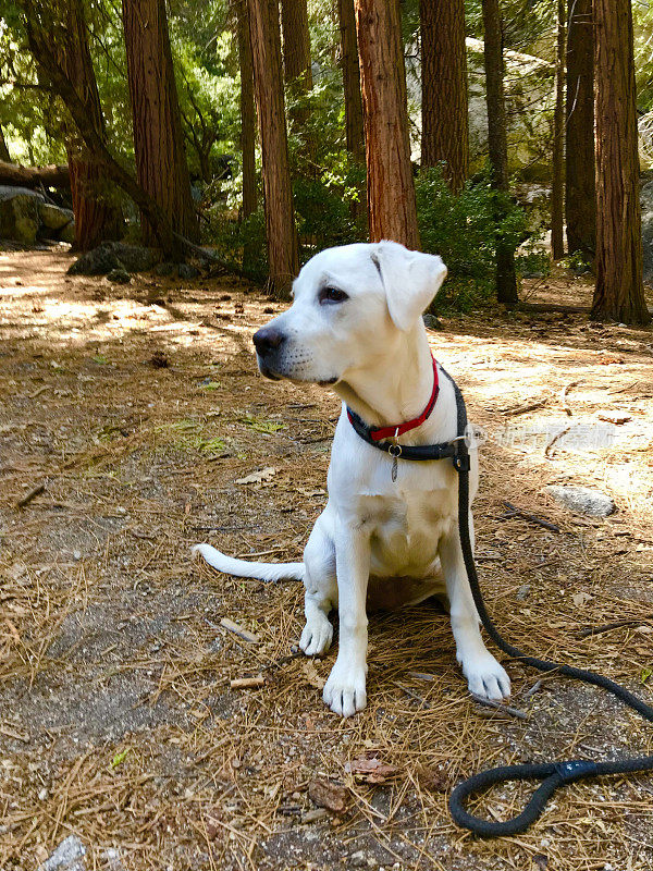 拉布拉多猎犬小狗