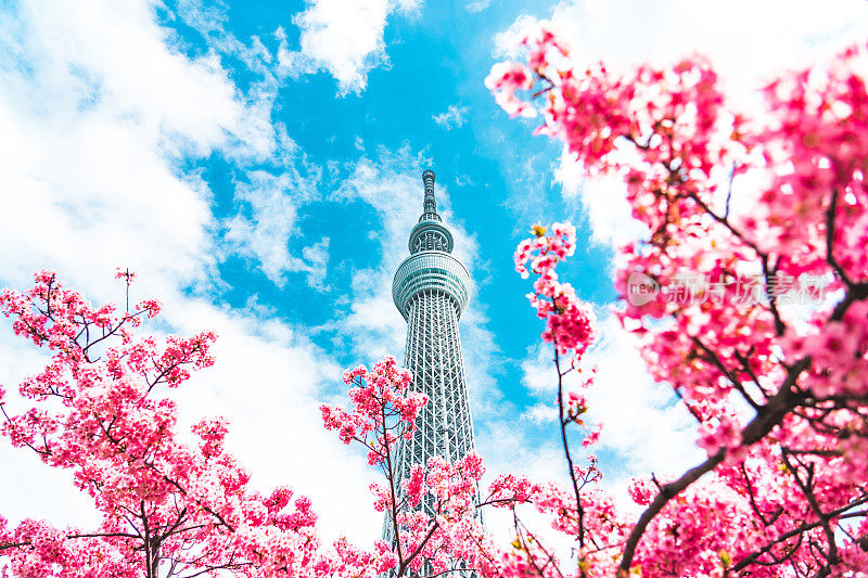 日本东京，春天的东京天空树和樱花