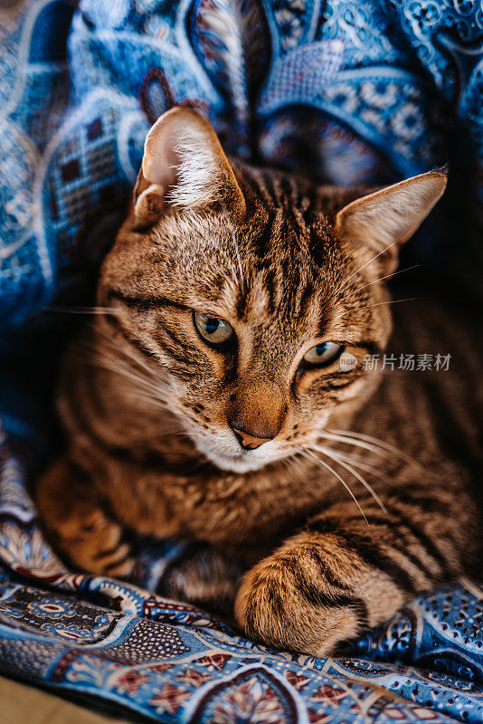 可爱的灰棕色猫躺在他自己做的羽绒被洞的床上