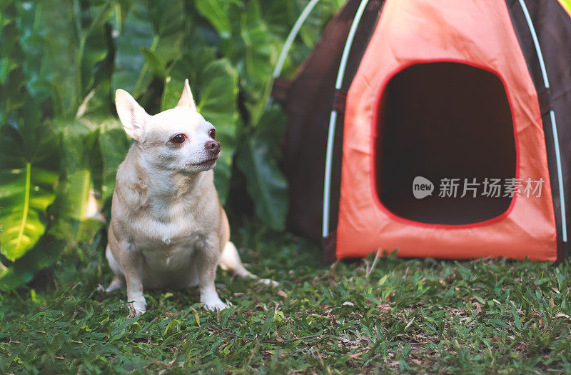 棕色短毛吉娃娃狗坐在绿色草地上的橙色露营帐篷前，望着外面。宠物旅行概念。