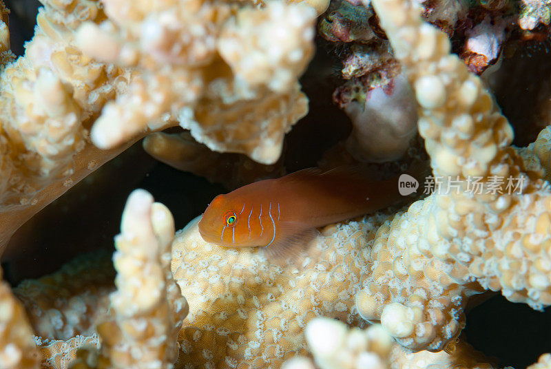 五行珊瑚虾虎鱼