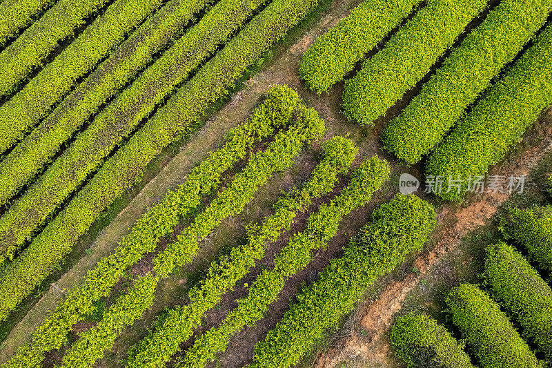 俯瞰着一个发育不良的茶园