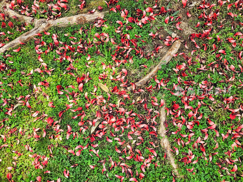 红叶洒在公园的绿草地上