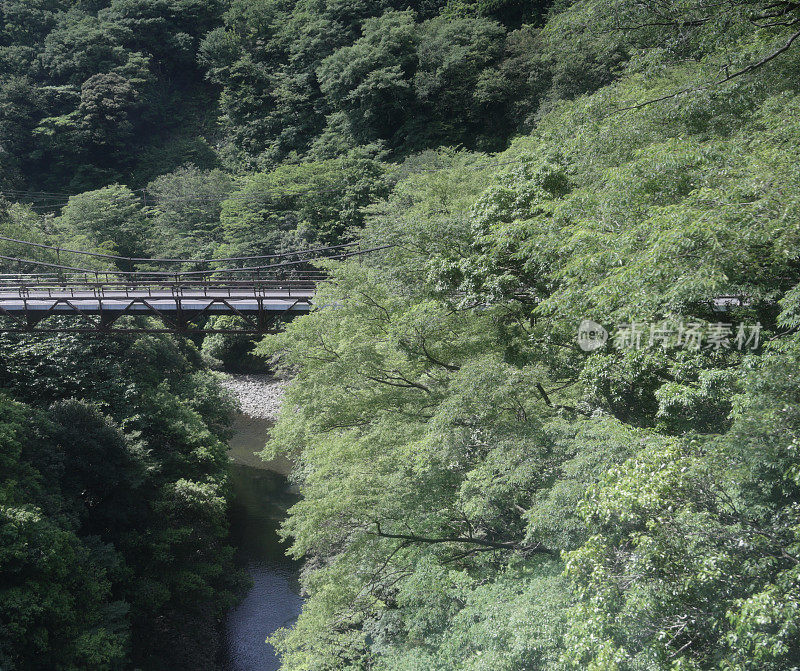 日本神奈川的森林和桥梁
