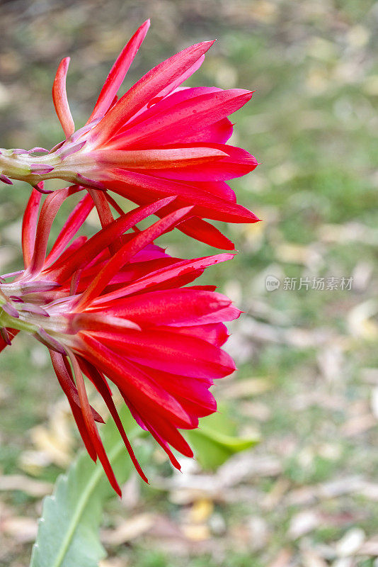 特写红色仙人掌花，兰花仙人掌，背景与复制空间