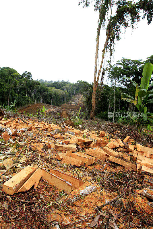 在Altantica森林地区的森林砍伐