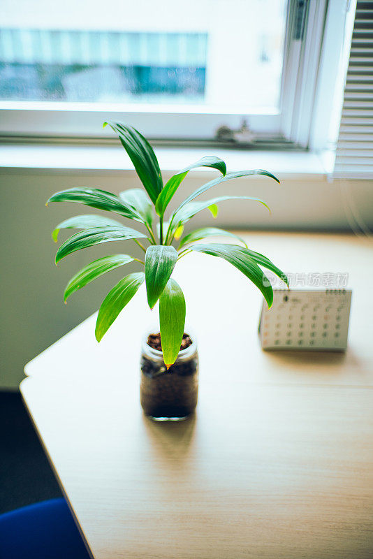 摆放在办公室桌子上的室内植物。