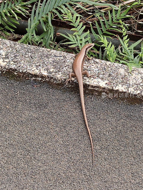 香港大潭水塘的蜥蜴