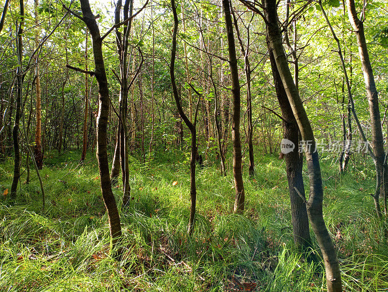 幼小的浅色森林，长着有节奏感的小树，地上覆盖着又细又长的亮绿色的草