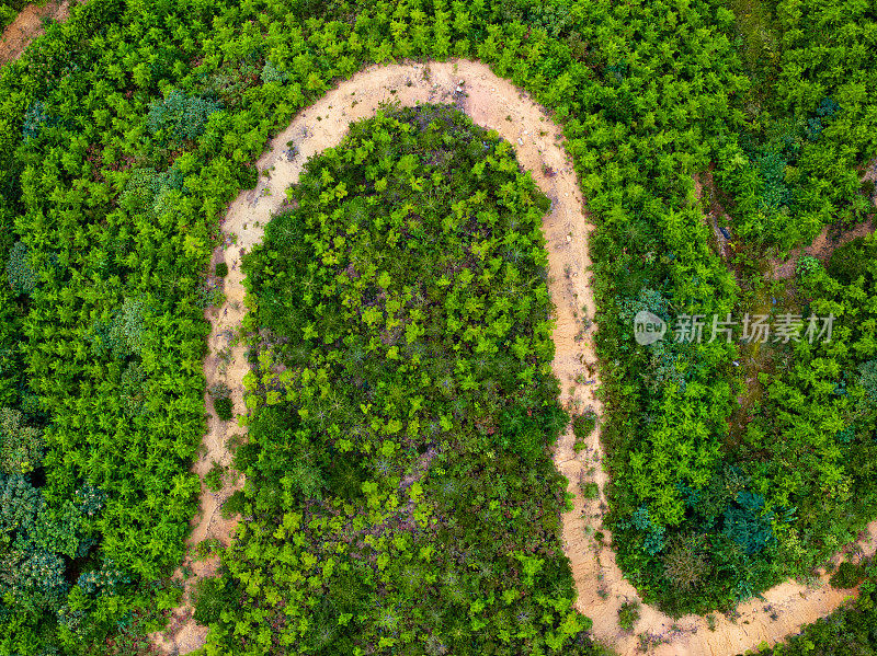 山上的伐木道路已被砍伐殆尽