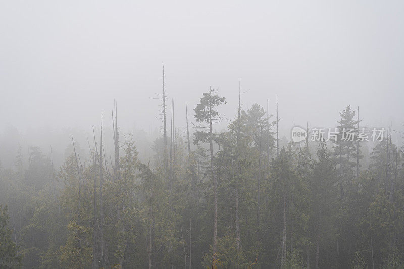 雾蒙蒙的热带雨林温哥华岛