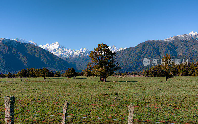 Kahikatea树和南阿尔卑斯山