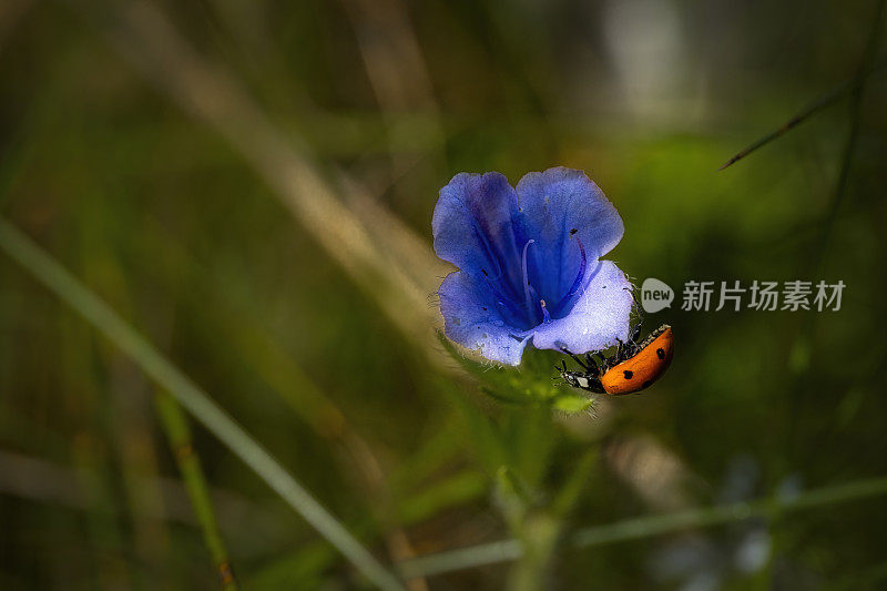 瓢虫在风信子花上