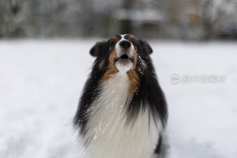 设得兰牧羊犬在雪地里玩耍