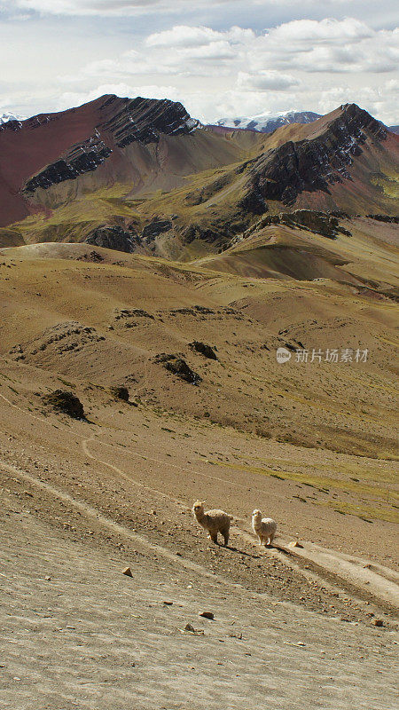 秘鲁安第斯山脉的羊驼